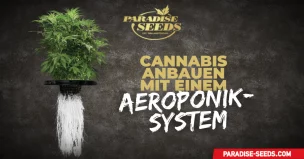 Cannabis mit einem Aeroponik-System anbauen | Feinste QualitÀt, Originalgenetik Aeroponik-System anbauen