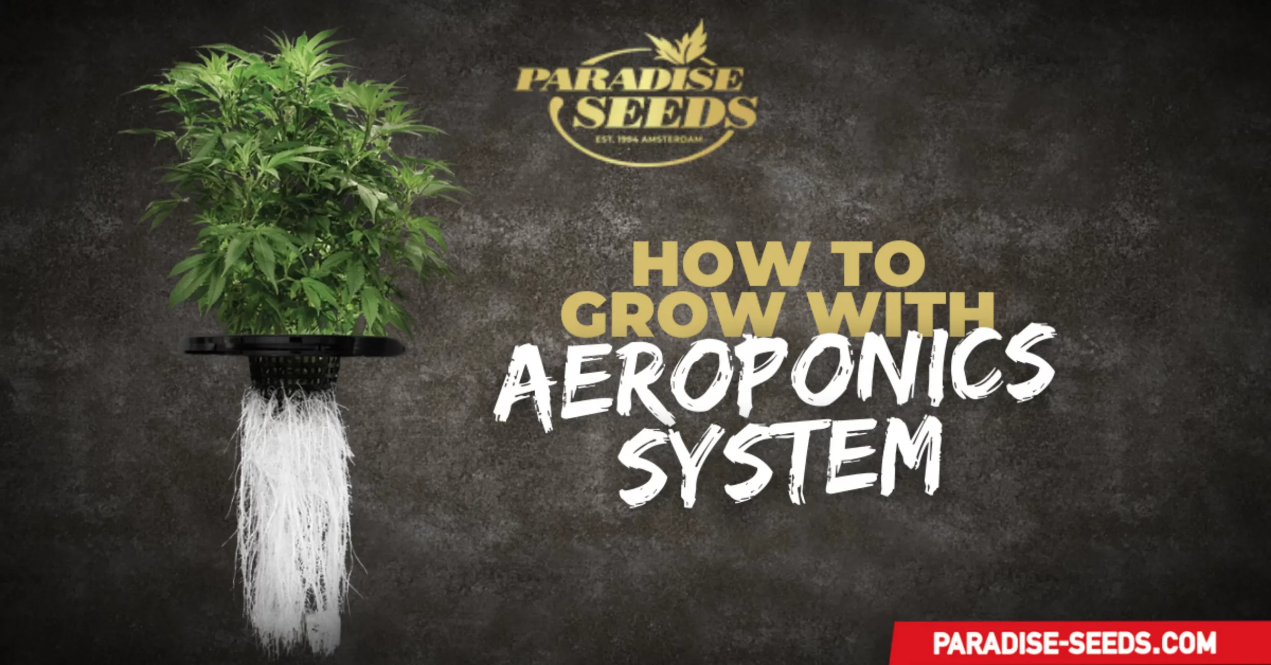 Cannabis Using an Aeroponics System