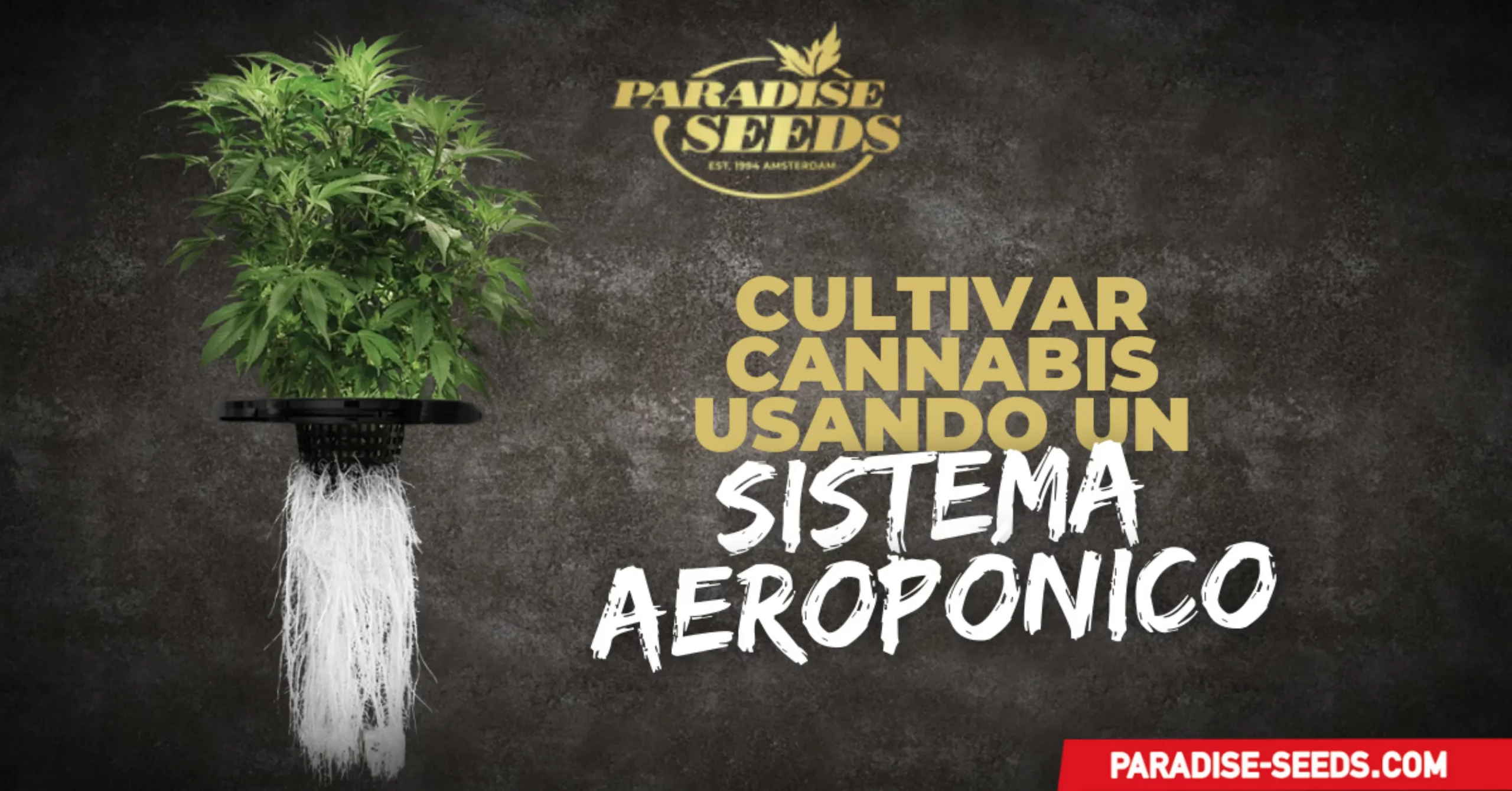 Cannabis usando un Sistema Aeropónico