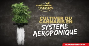 Cultiver du Cannabis en Système Aéroponique | Meilleure qualité, génétique originale Cannabis en Système Aéroponique