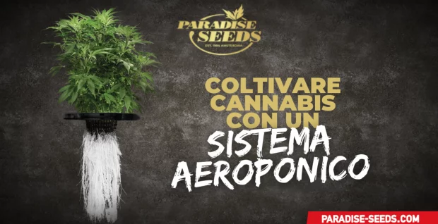 Coltivare Cannabis con un sistema aeroponico | Massima qualità, genetica originale Cannabis con un sistema aeroponico