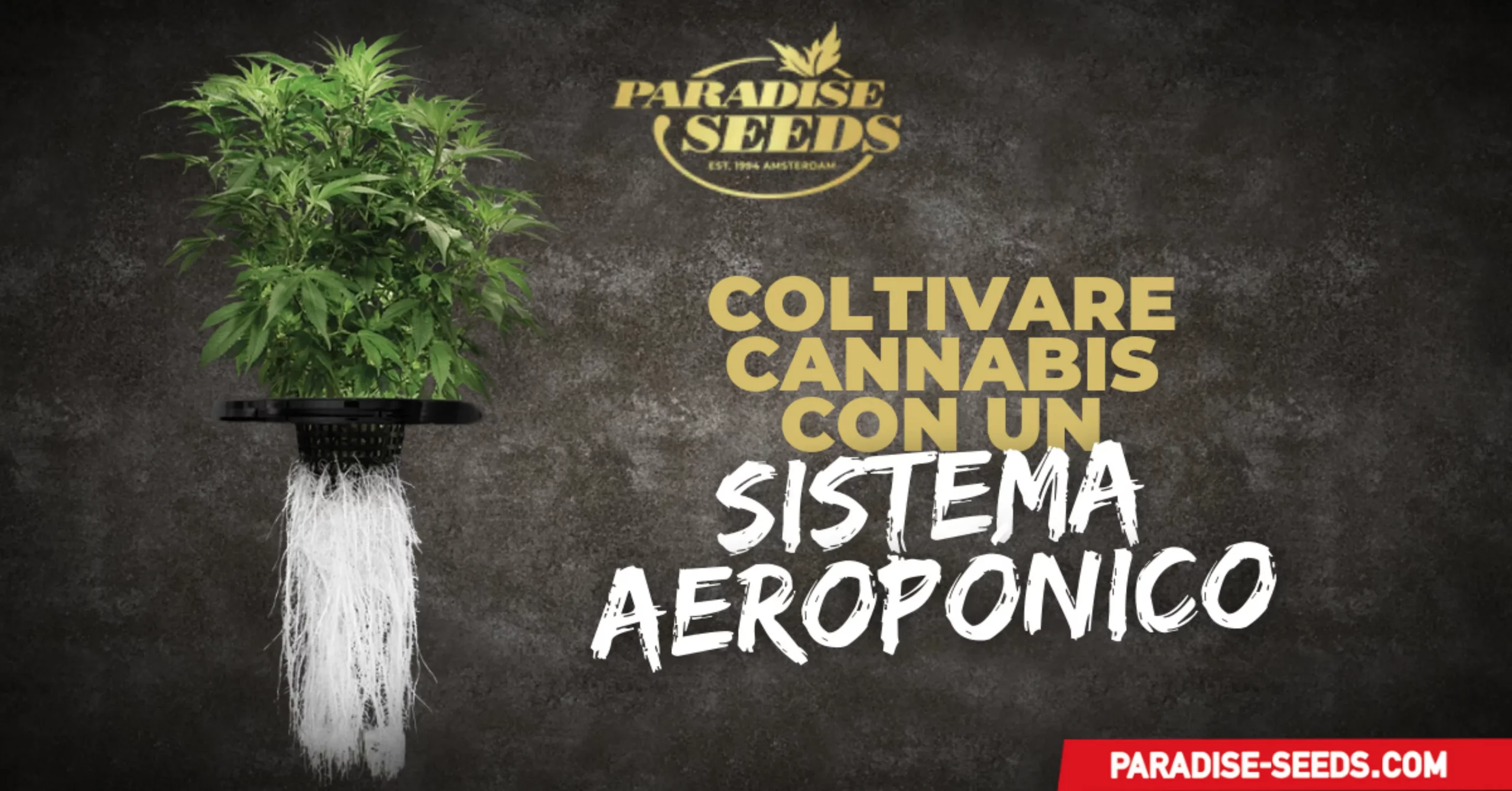 Cannabis con un sistema aeroponico