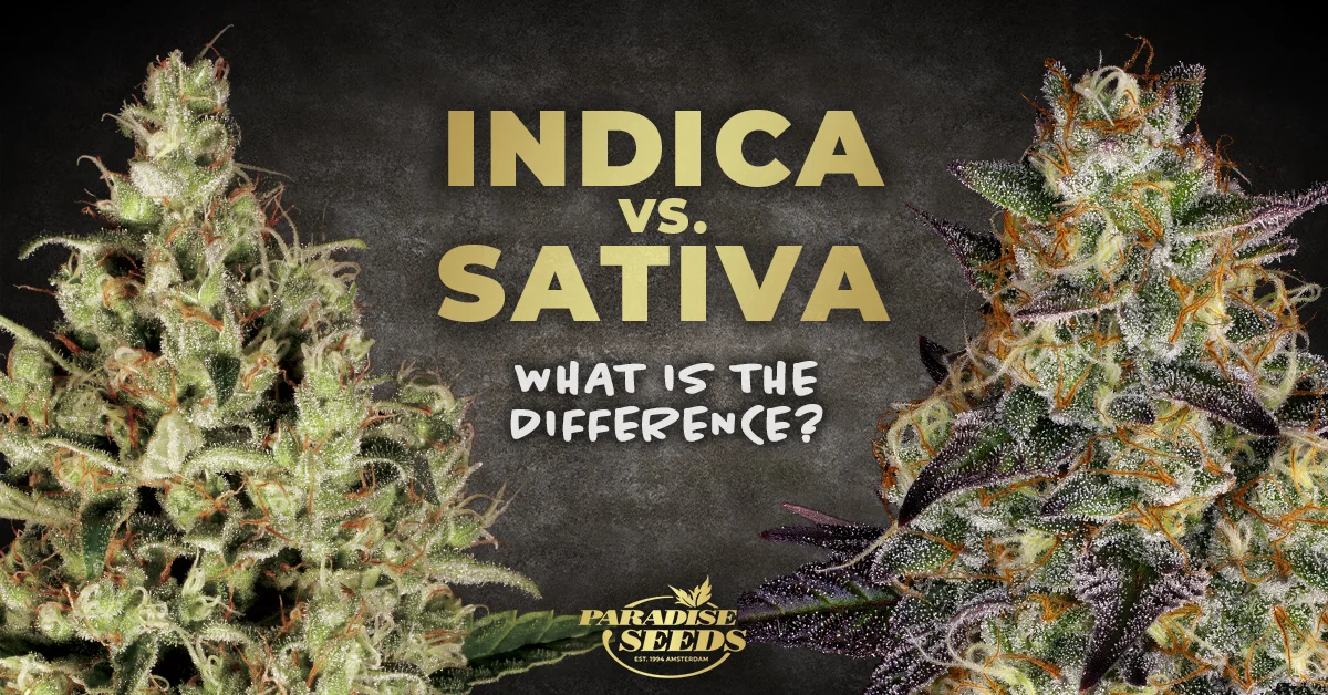 INDICA vs SATIVA plants