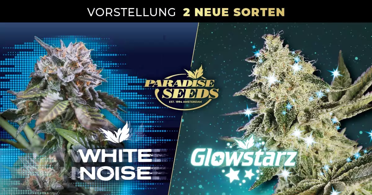 Neue Sorten im März 2022! Glowstarz & White Noise | Paradise Seeds Webshop