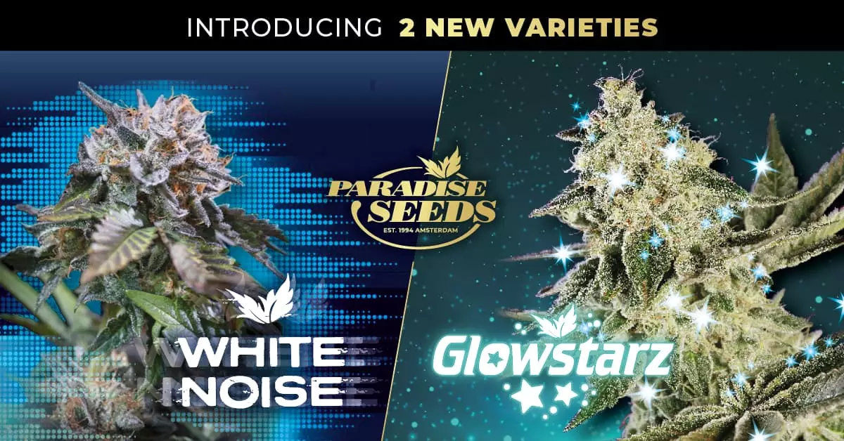 New Strains for March 2022! Glowstarz & White Noise | Paradise Seeds Webshop