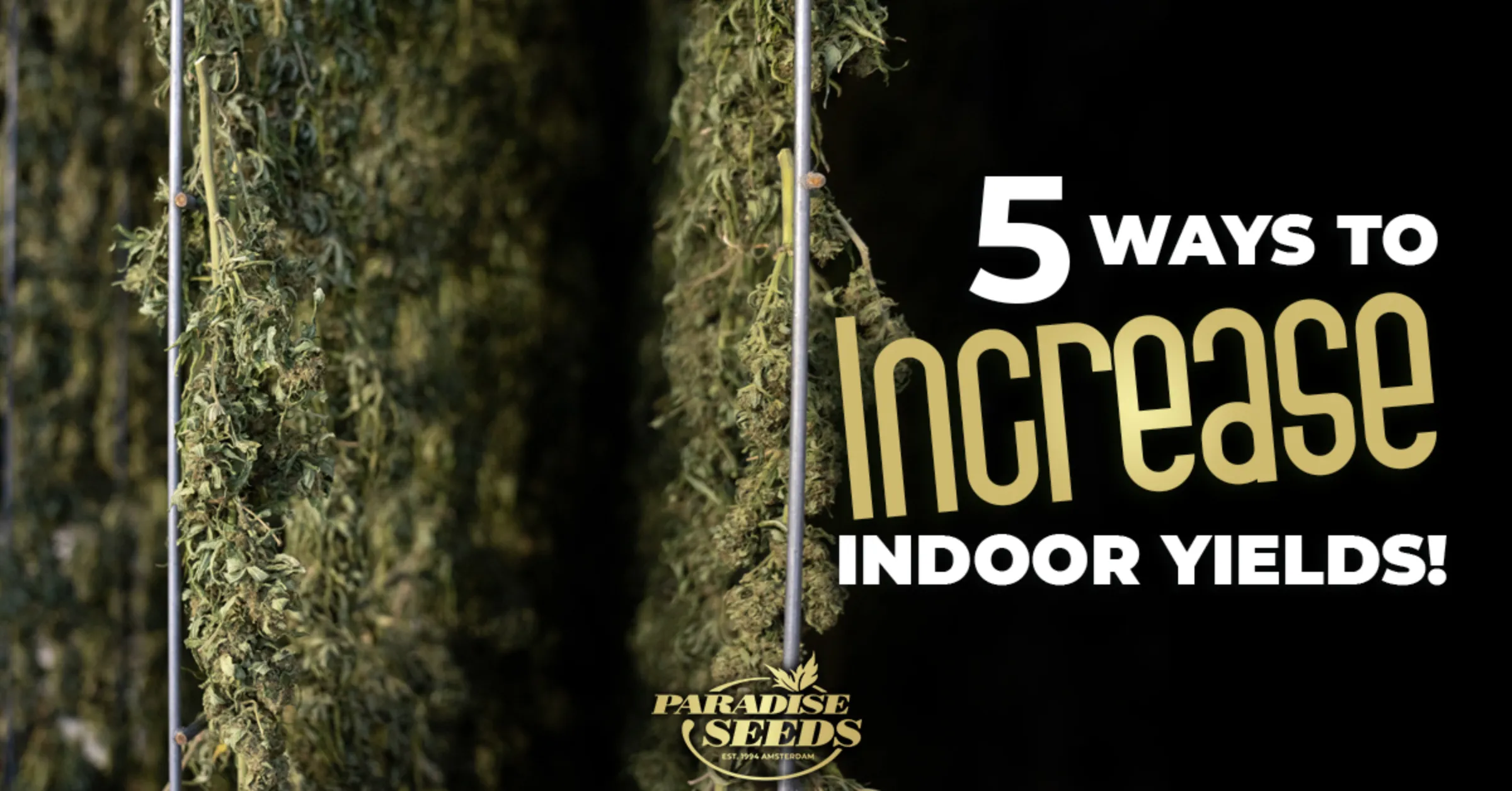 5 WAYS TO INCREASE INDOOR | 🥇 Paradise Seeds | Cannabis Seeds Bank, Finest Quality, Original Genetics