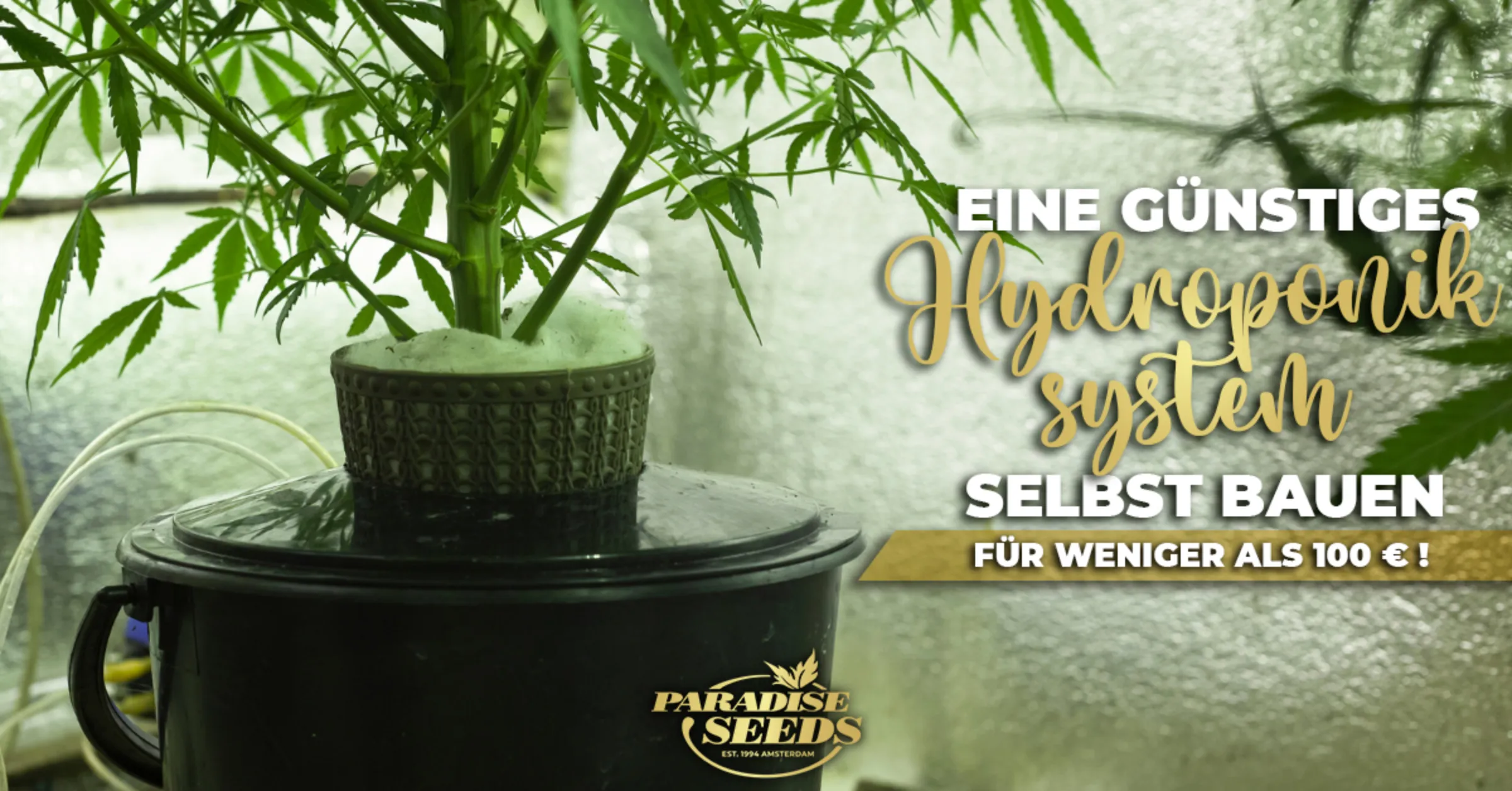 Wie man ein günstiges Cannabis Hydroponik-System für Cannabis selbst bauen kann | 🥇 Paradise Seeds