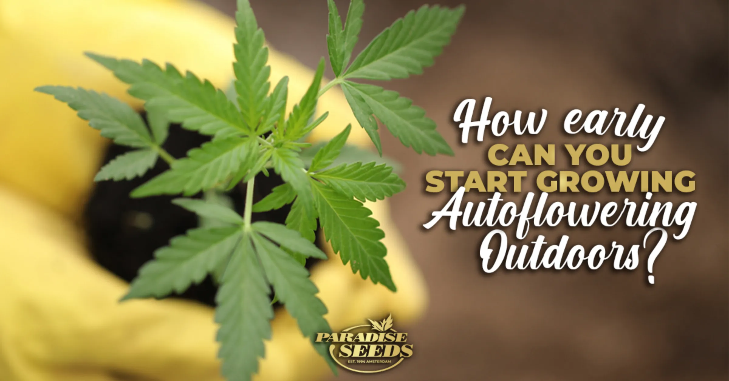 How Early Can You Grow Autoflowering Seeds Outside? | 🥇 Paradise Seeds