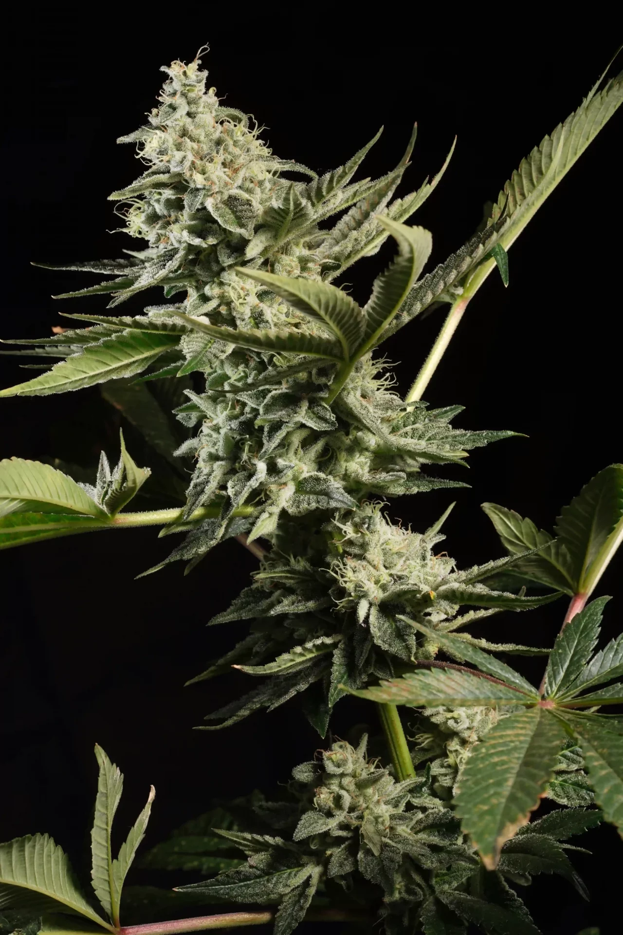 Glowstarz cannabis strain photo with a black background