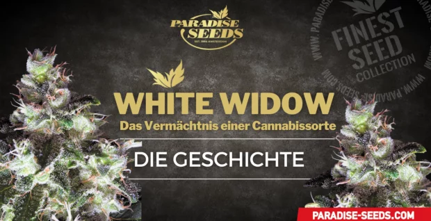 ORIGINAL WHITE WIDOW STORY DE@2x | 🥇 Paradise Seeds | Feinste Qualität, Originalgenetik