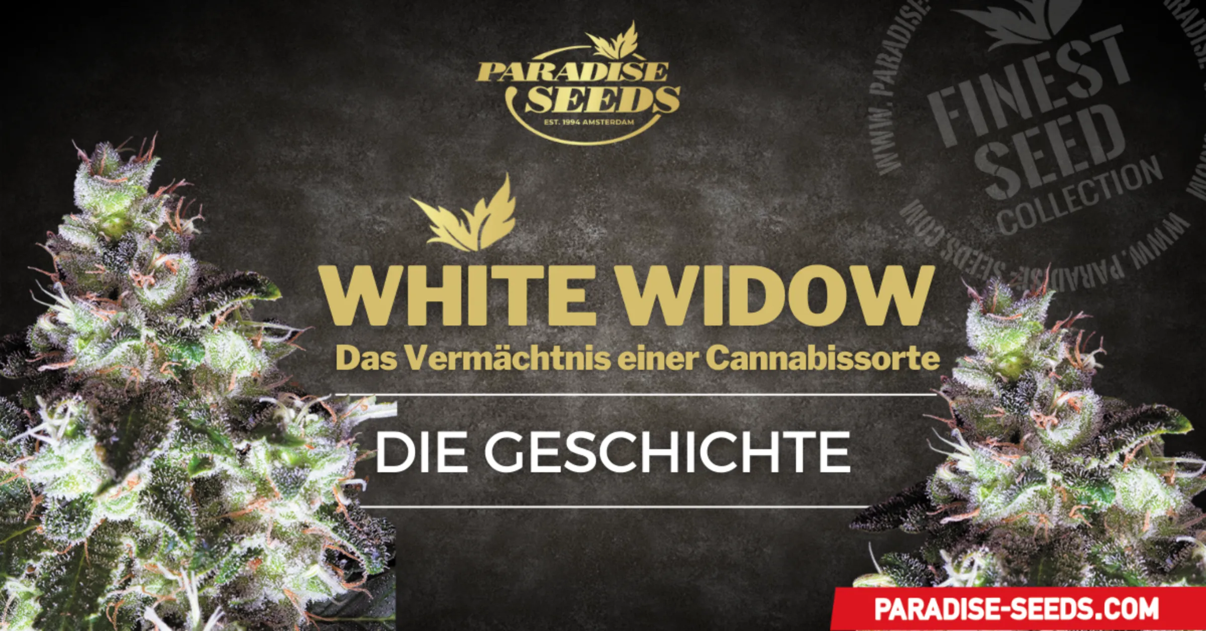 Die Geschichte der Sorte White Widow | 🥇 Paradise Seeds