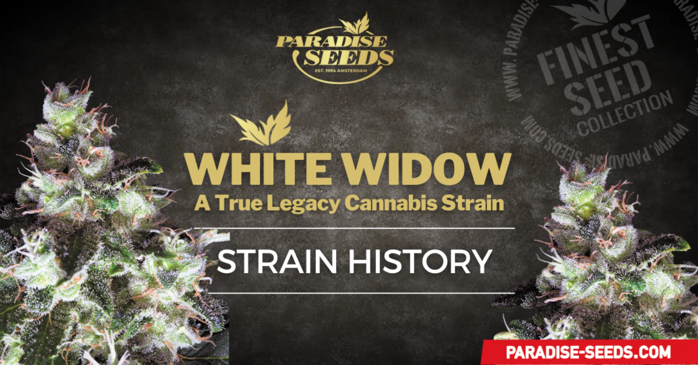 ORIGINAL WHITE WIDOW | 🥇 Paradise Seeds | Cannabis Seeds Bank, Finest Quality, Original Genetics