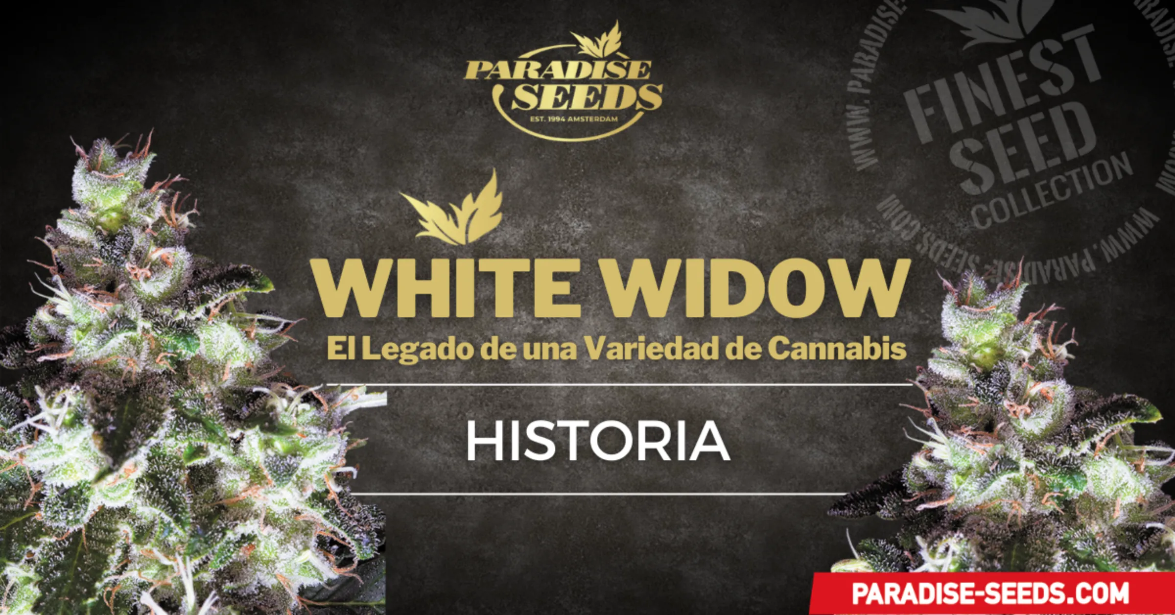 Historia de la variedad White Widow | 🥇 Paradise Seeds
