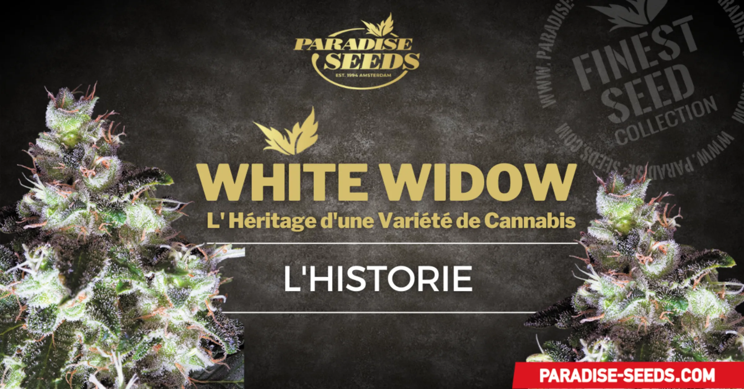 ORIGINAL WHITE WIDOW | 🥇 Paradise Seeds | Meilleure qualité, génétique originale