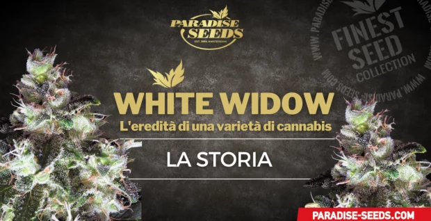 ORIGINAL WHITE WIDOW STORY IT@2x | 🥇 Paradise Seeds | Massima qualità, genetica originale