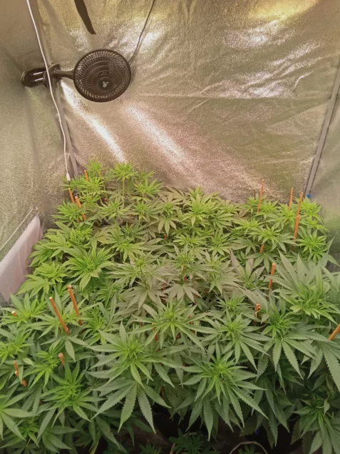5 Wege zur Steigerung des Ertrags beim Indoor-Cannabisanbau