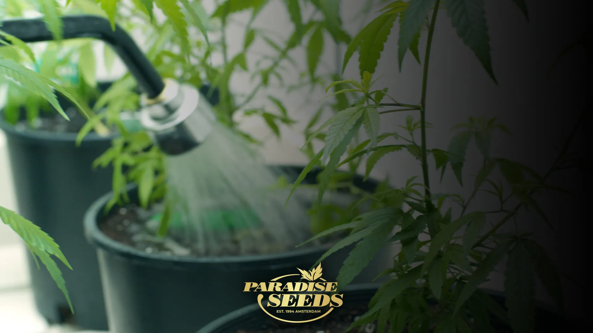Wie man Cannabispflanzen richtig spült | 🥇 Paradise Seeds
