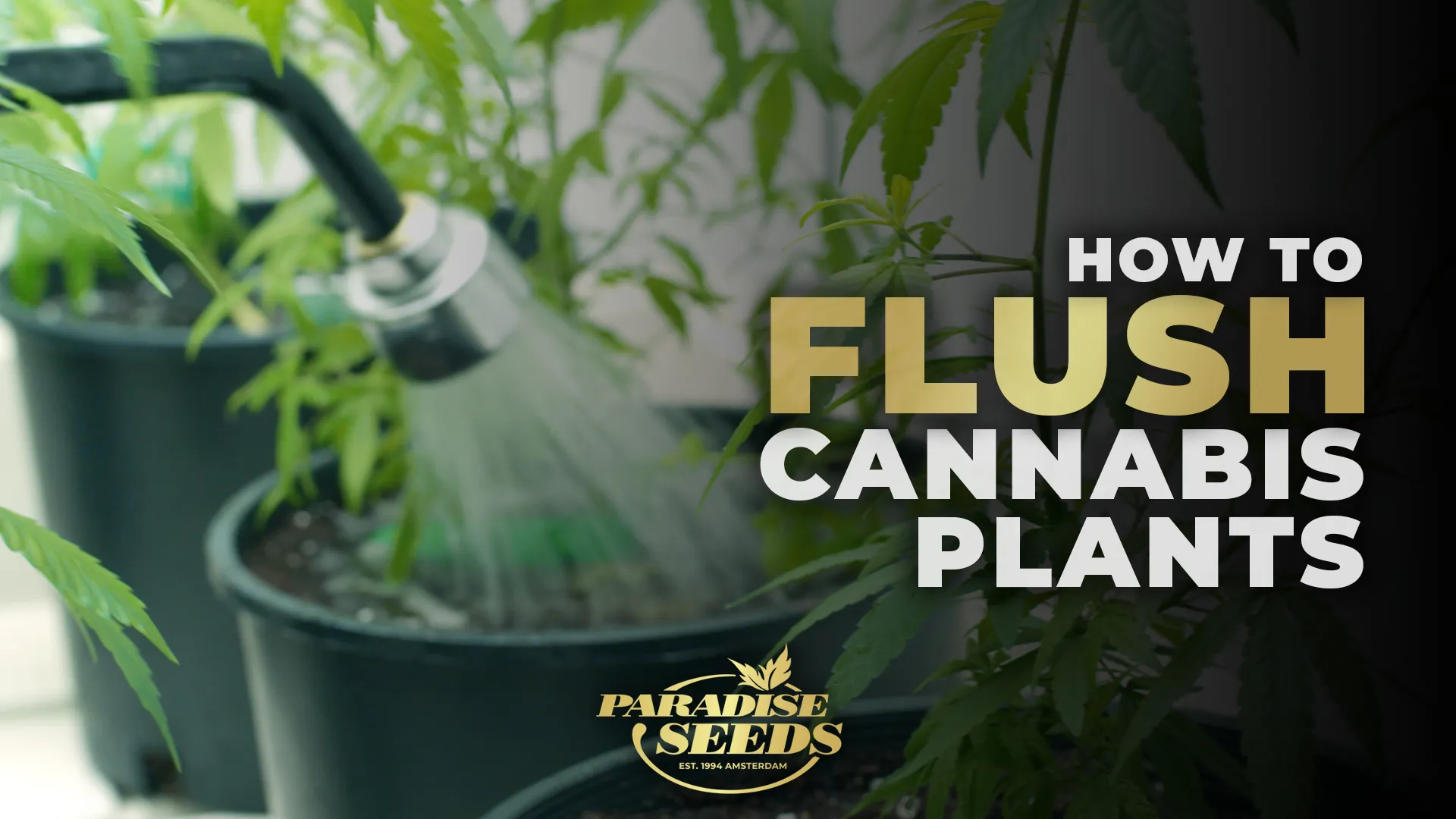 How To Flush Cannabis Plants Correctly | 🥇 Paradise Seeds