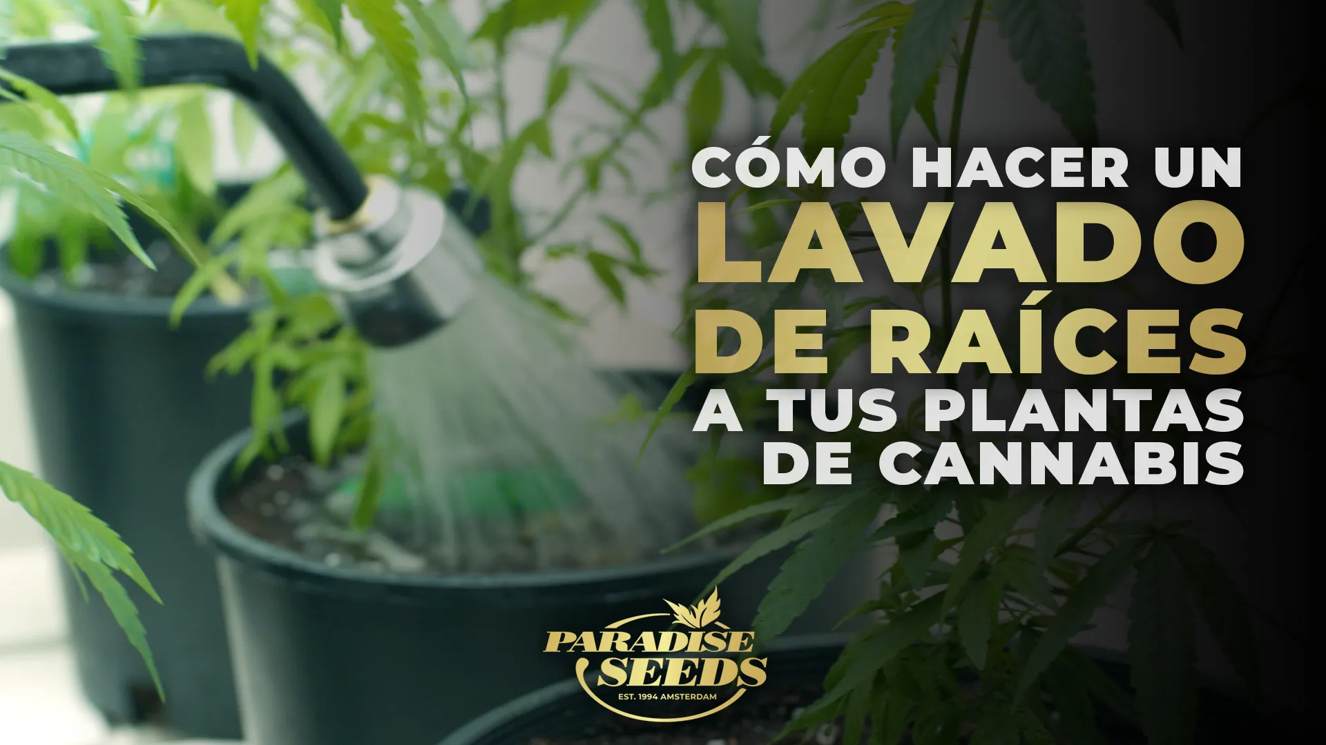 Cómo Hacer un Lavado de Raíces A Tus Plantas de Cannabis Correctamente | 🥇 Paradise Seeds