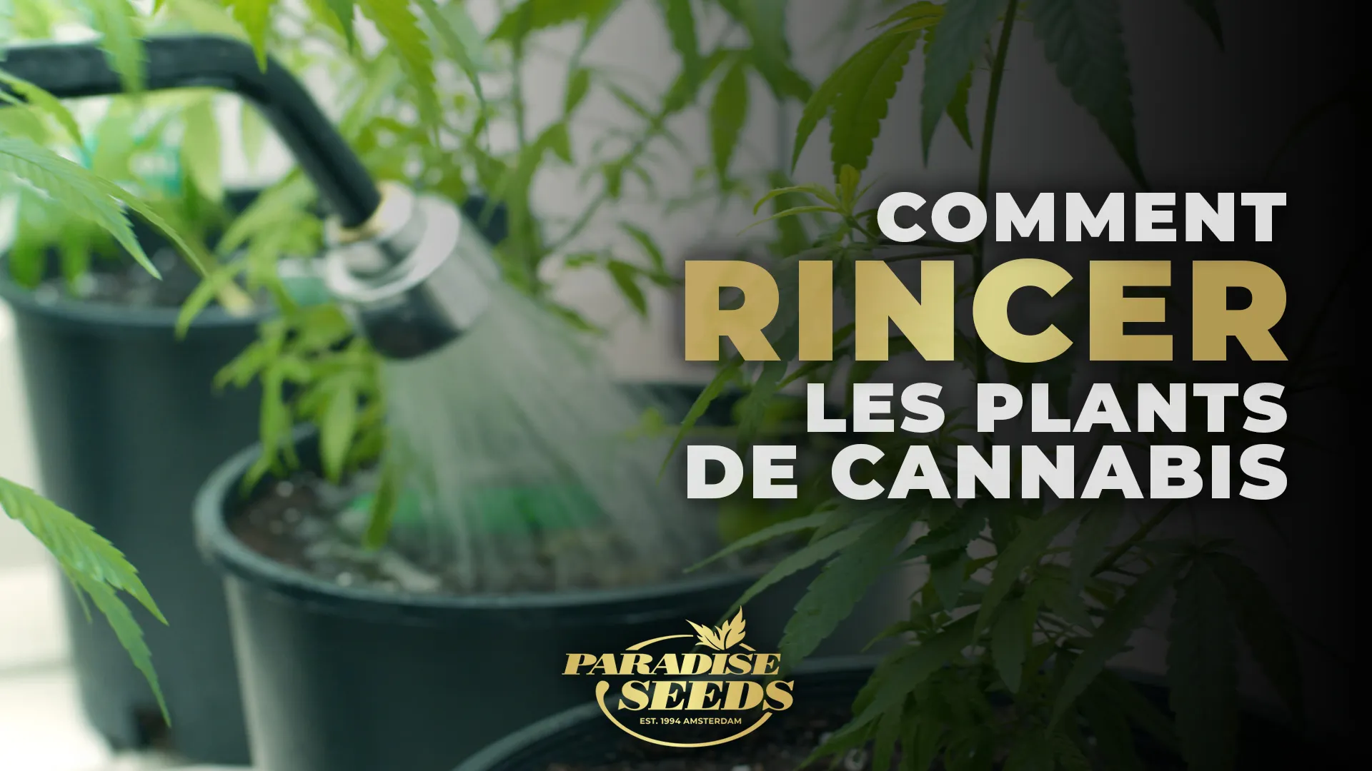Comment Rincer les Plants de Cannabis Correctement | 🥇 Paradise Seeds