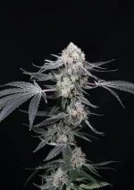 High Society cannabis strain photo with a black background