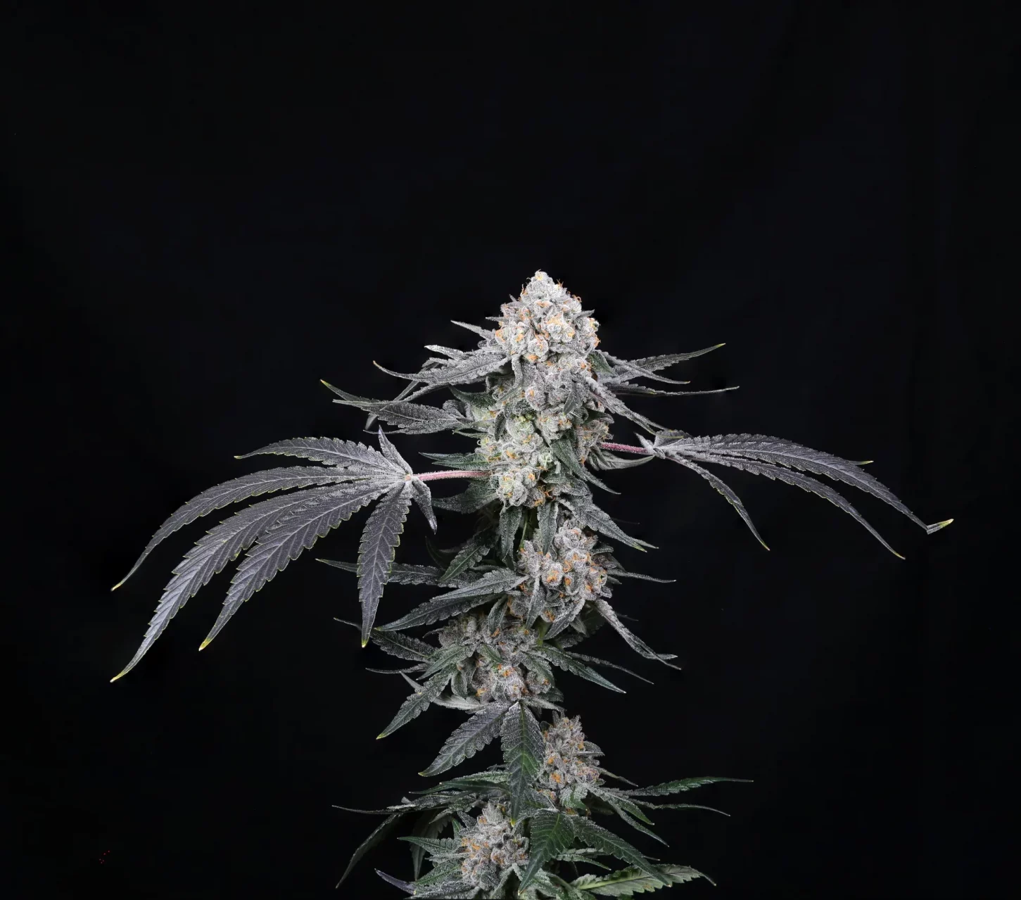 cannabis plants