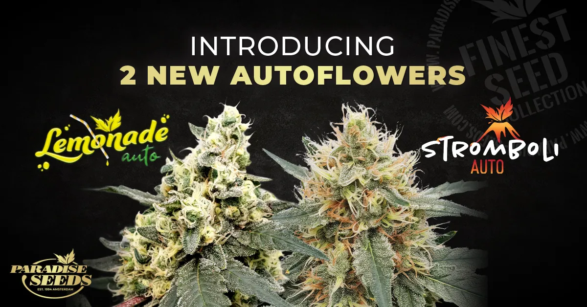 New Auto Weed Strains! Introducing Stromboli Auto & Lemonade Auto | 🥇 Paradise Seeds