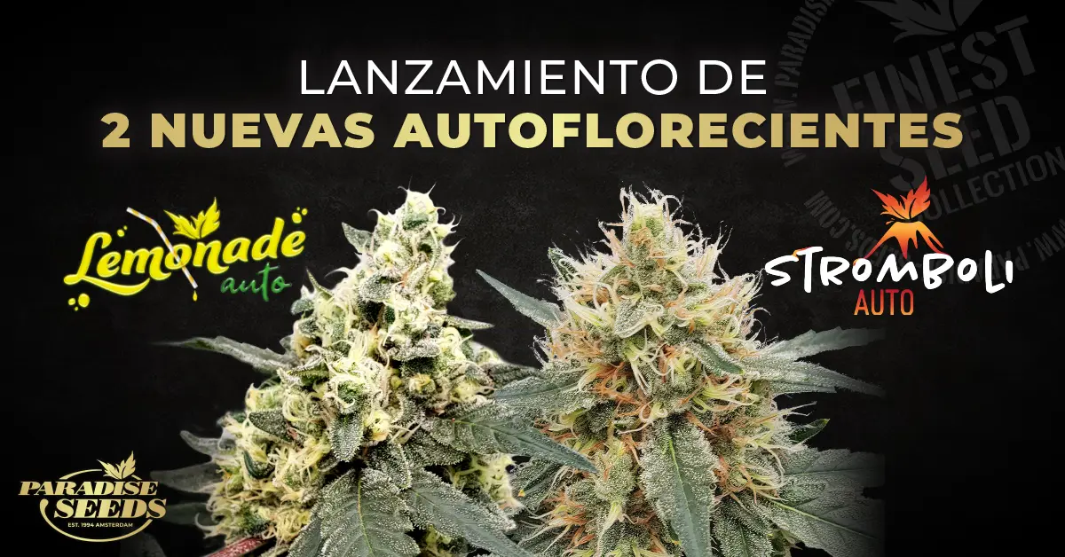 ¡Nuevas Variedades de Cannabis Autoflorecientes! Presentamos a Stromboli Auto & Lemonade Auto | 🥇 Paradise Seeds