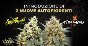 Nuove varietà di cannabis autofiorente! Presentazione di Stromboli Auto & Lemonade Auto | 🥇 Paradise Seeds