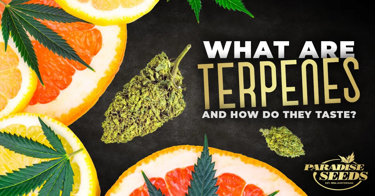 What Are Terpenes in Weed and How Do They Taste? | 🥇 Paradise Seeds