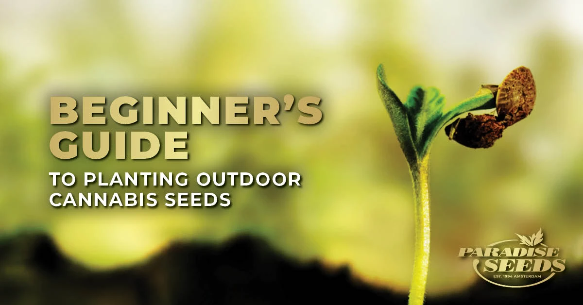 Beginner’s Guide to Planting Outdoor Cannabis Seeds | 🥇 Paradise Seeds