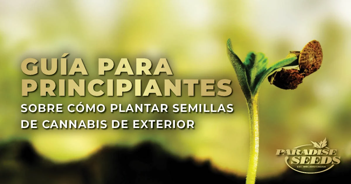 Guía para Principiantes sobre Cómo Plantar Semillas de Cannabis de Exterior | 🥇 Paradise Seeds