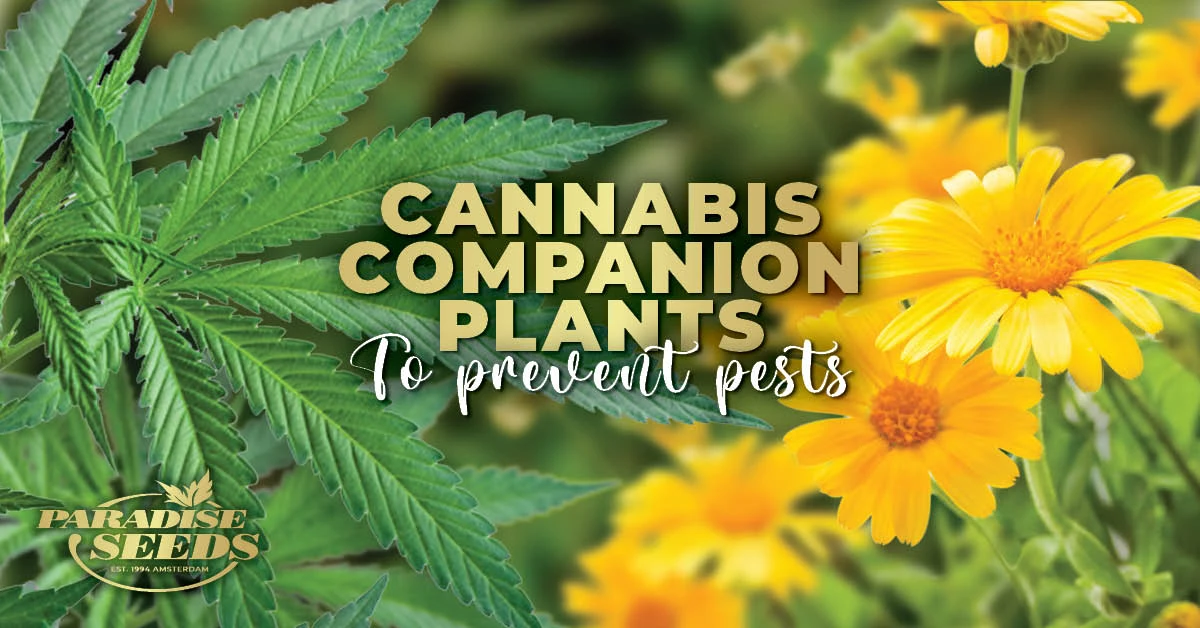 Cannabis Companion Planting To Prevent Pests | 🥇 Paradise Seeds