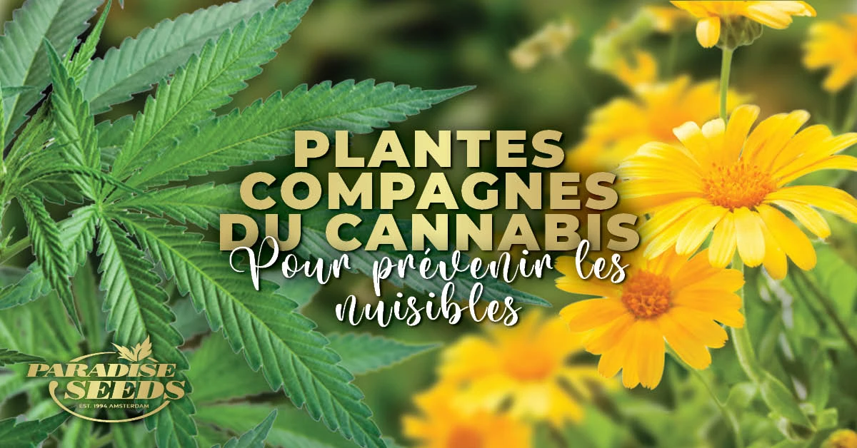 Plantes Compagnes du Cannabis pour Prévenir les Nuisibles | 🥇 Paradise Seeds