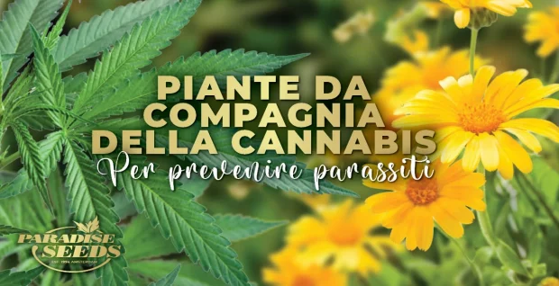 CANNABIS COMPANIONS IT | 🥇 Paradise Seeds | Massima qualità, genetica originale