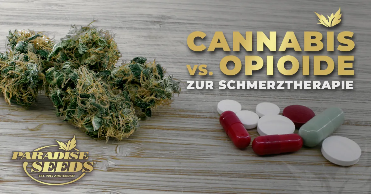 Cannabis vs Opioide zur Schmerztherapie | 🥇 Paradise Seeds