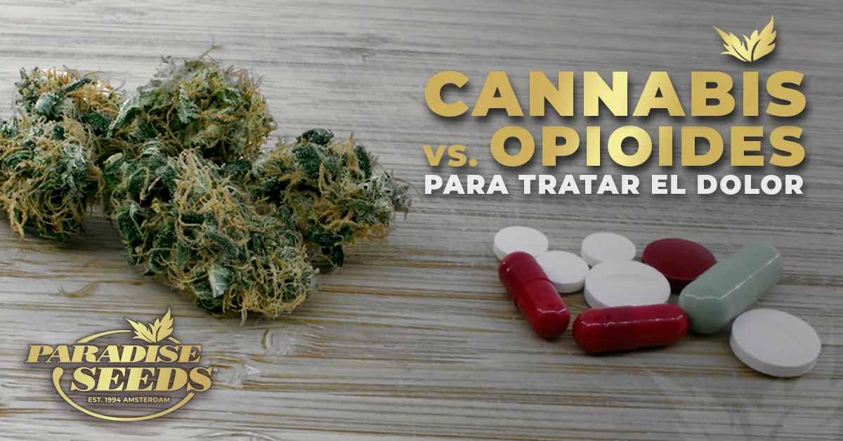 Cannabis vs Opioides para Tratar el Dolor