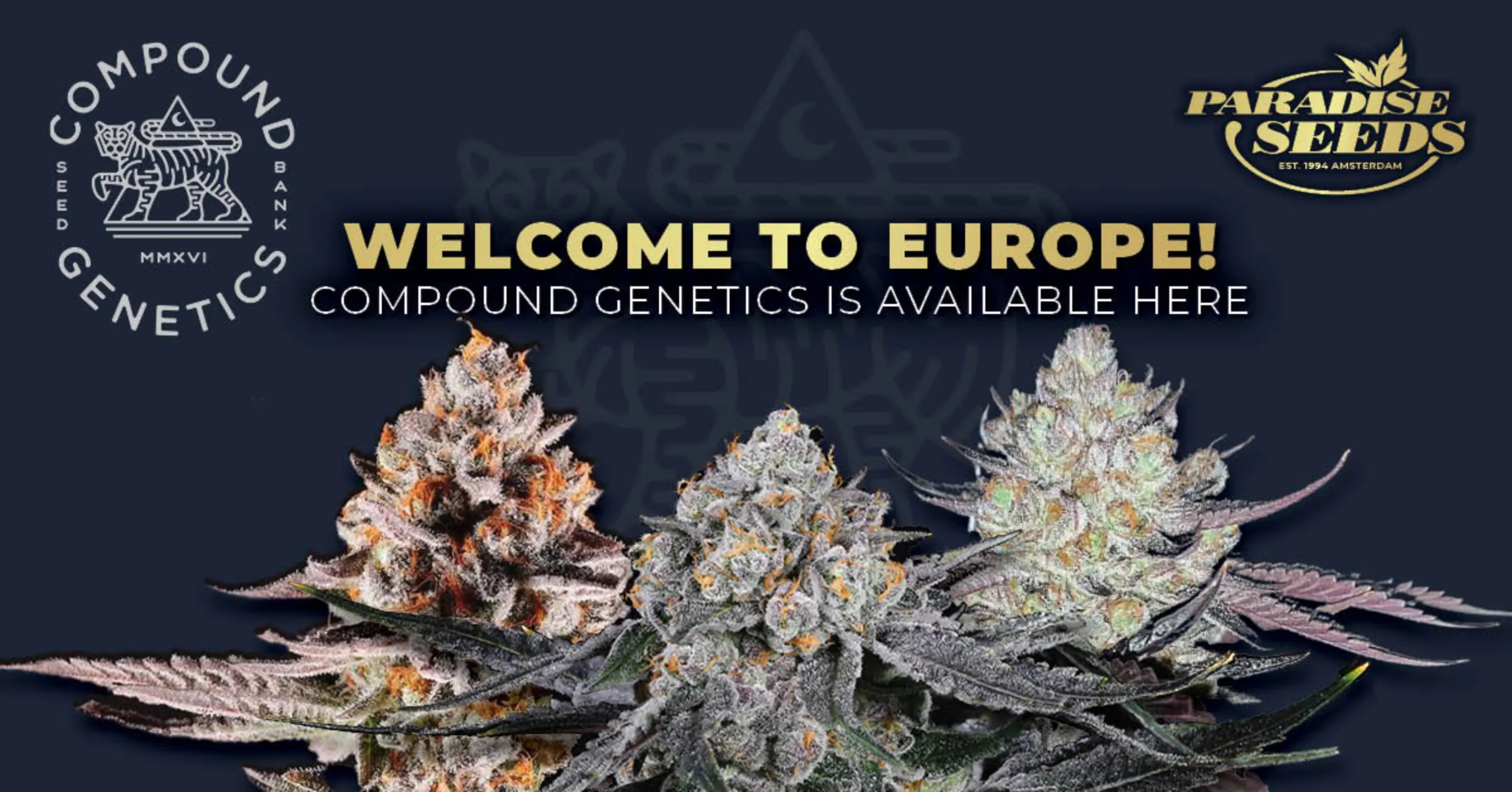 Compound Genetics in Europe | 🥇 Paradise Seeds