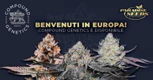 Compound Genetics in Europa | 🥇 Paradise Seeds