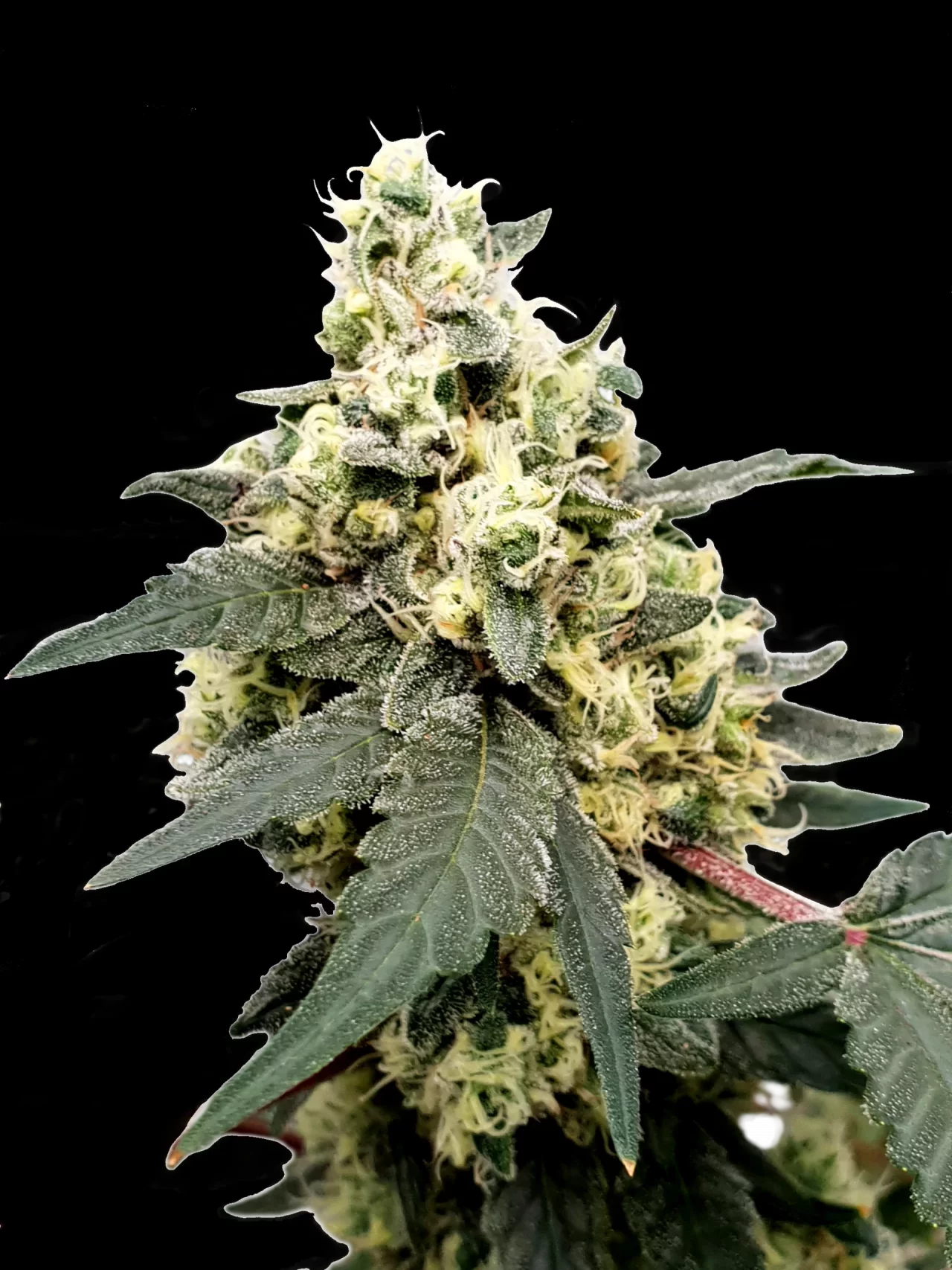 LEMONADE AUTO cannabis strain photo with a black background