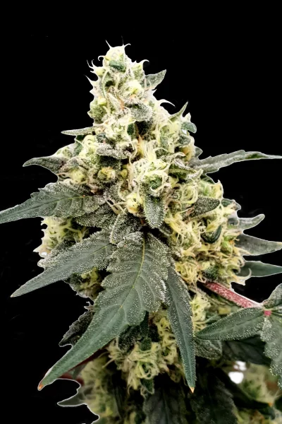 Buy Cannabis Seeds Online | 🥇 Paradise Seeds