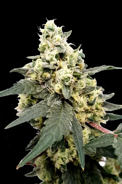 LEMONADE AUTO cannabis strain photo with a black background