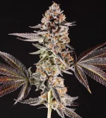 La Bomba cannabis strain photo with a black background
