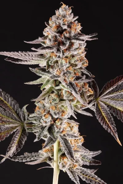 La Bomba cannabis strain photo with a black background