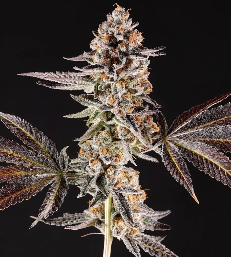 La Bomba 1 | 🥇 Paradise Seeds | Cannabis Seeds Bank, Finest Quality, Original Genetics