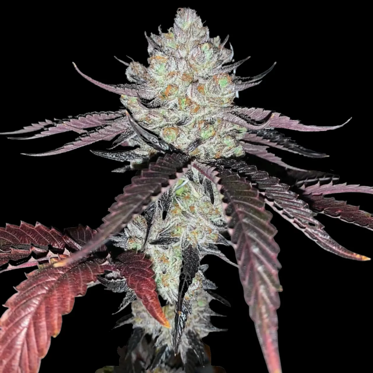 Marshmallow OG 01 | 🥇 Paradise Seeds | Cannabis Seeds Bank, Finest Quality, Original Genetics