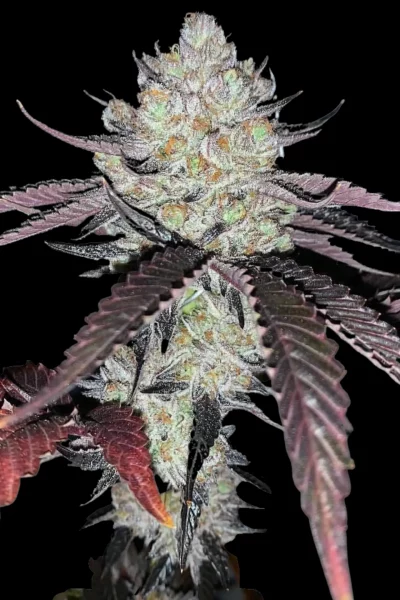 Buy Cannabis Seeds Online | 🥇 Paradise Seeds