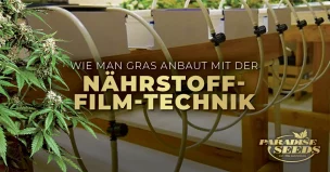 Wie man Gras mit der NĂ€hrstoff-Film-Technik (NFT) anbaut | Feinste QualitĂ€t, Originalgenetik NUTRIENT FILM TECHNIQUE DE | đ„ Paradise Seeds | Feinste QualitĂ€t, Originalgenetik