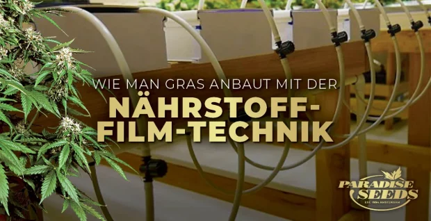 Wie man Gras mit der NĂ€hrstoff-Film-Technik (NFT) anbaut | Feinste QualitĂ€t, Originalgenetik NUTRIENT FILM TECHNIQUE DE | đ„ Paradise Seeds | Feinste QualitĂ€t, Originalgenetik