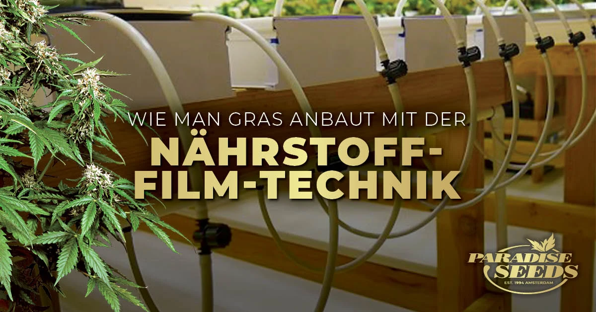 Wie man Gras mit der Nährstoff-Film-Technik (NFT) anbaut
